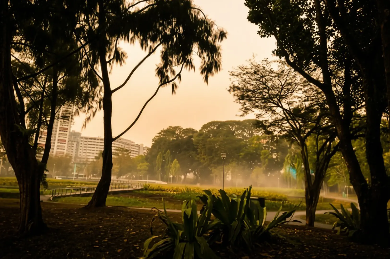 Misty dawn at Bishan-Ang Mo Kio Park with silhouetted trees framing golden hazy sunlight, HDB residential buildings visible in background, lush tropical plants in foreground creating serene atmospheric scene